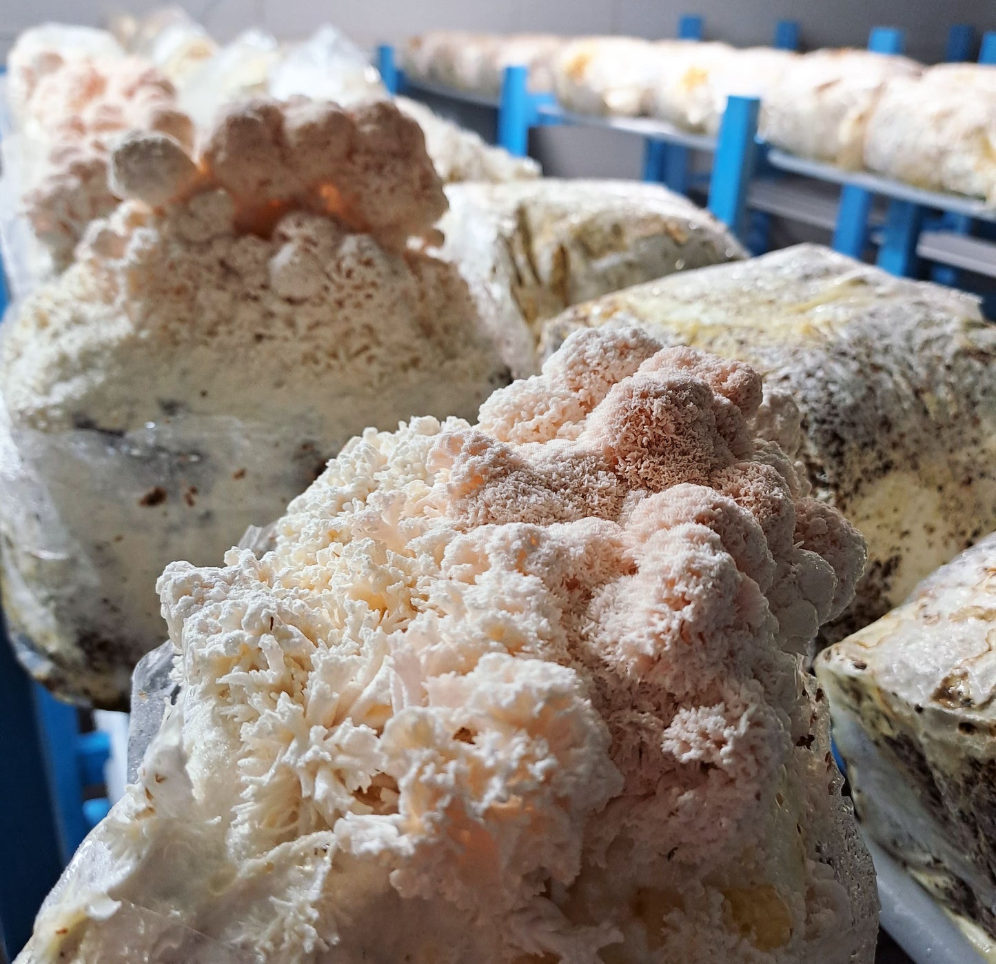 1 Bottle Lion's Mane Mushroom Tincture 50 ml