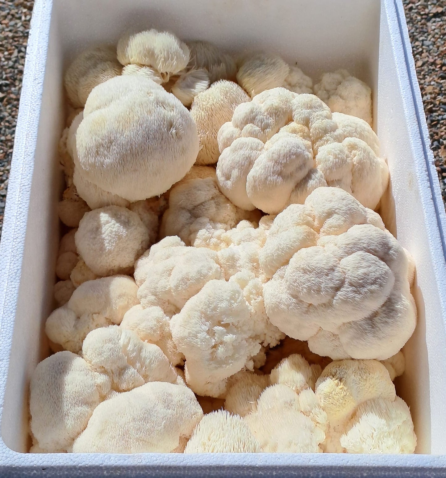 1 Bottle Lion's Mane Mushroom Tincture 50 ml