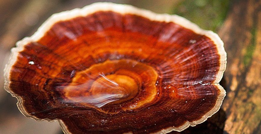 1 Bottle Reishi Mushroom Tincture 50 ml