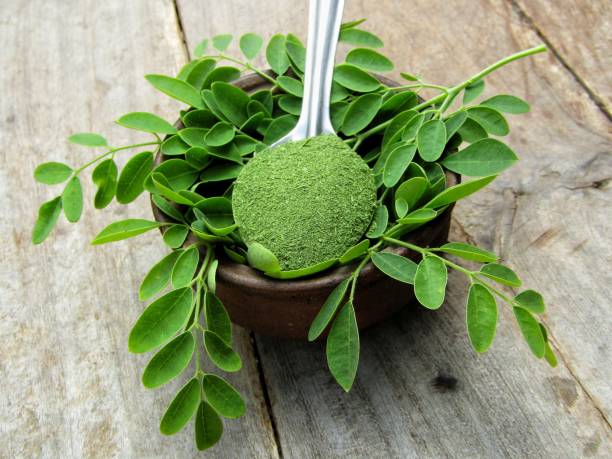 6 Bottles Moringa Tincture 100 ml (Wholesale)