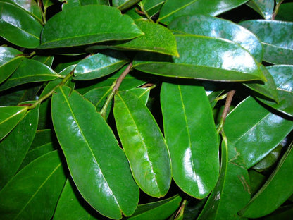 Soursop Graviola Dried Leaves